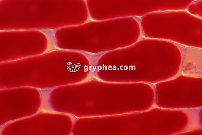 Cellules de l'épiderme d'oignon rouge en milieu peu hypertonique x100 - gryphea.org